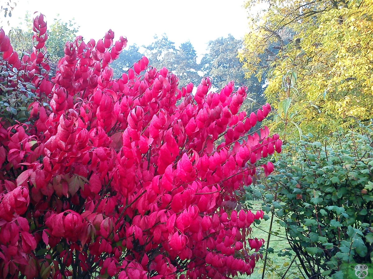 Trzmielina oskrzydlona [Euonymus alatus]